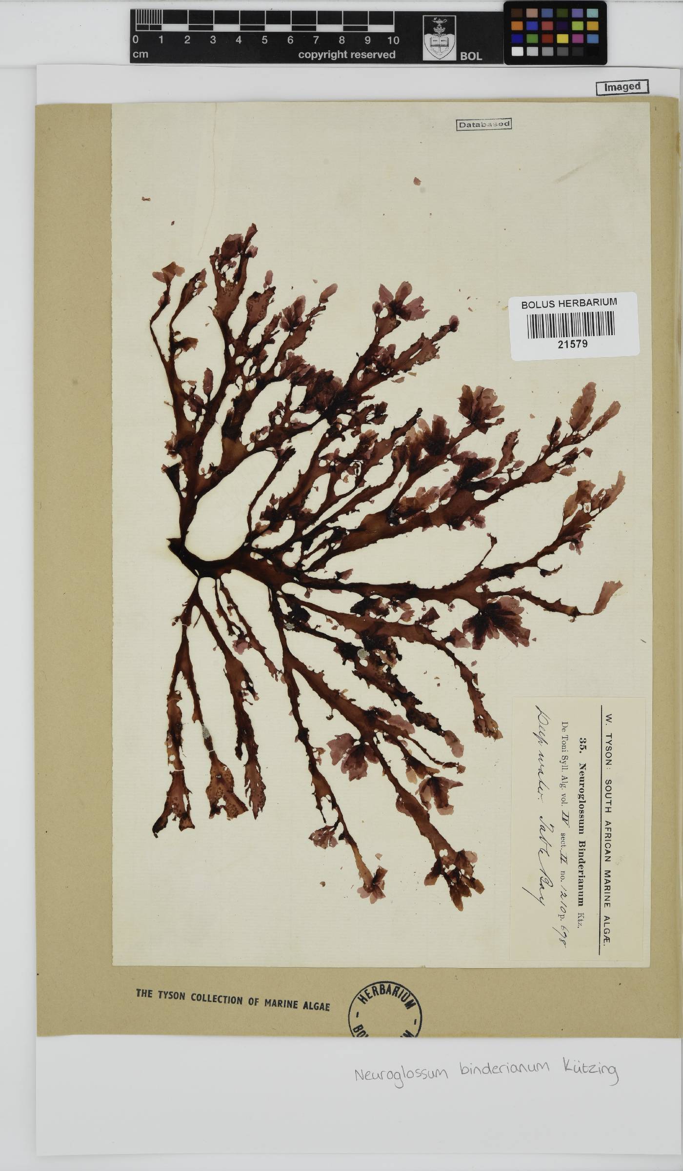 Neuroglossum binderianum image