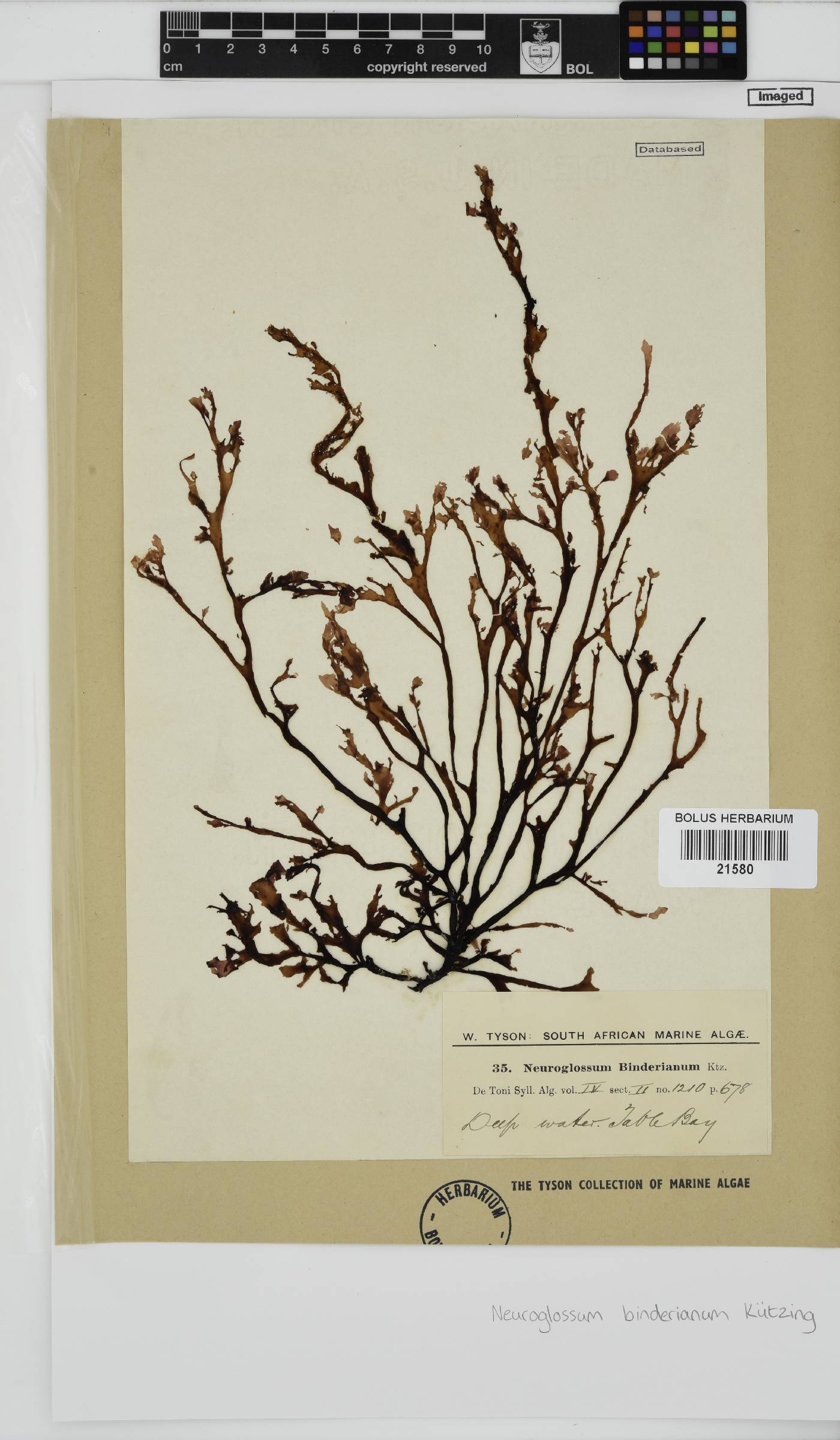 Neuroglossum binderianum image