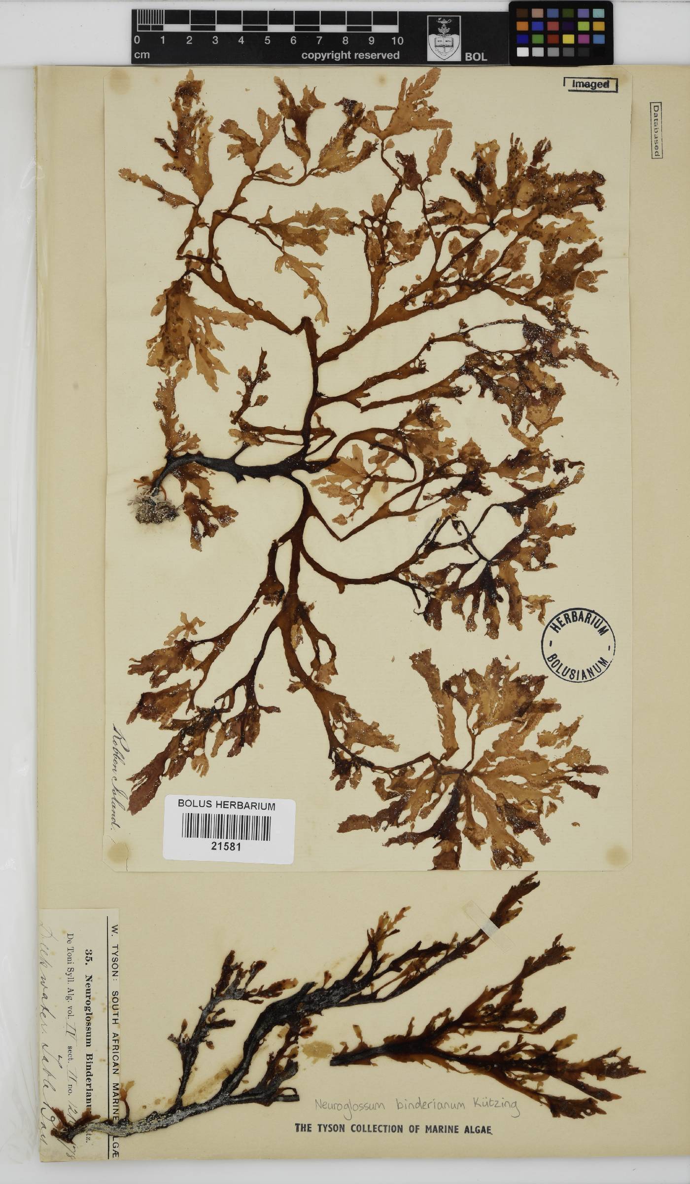 Neuroglossum binderianum image