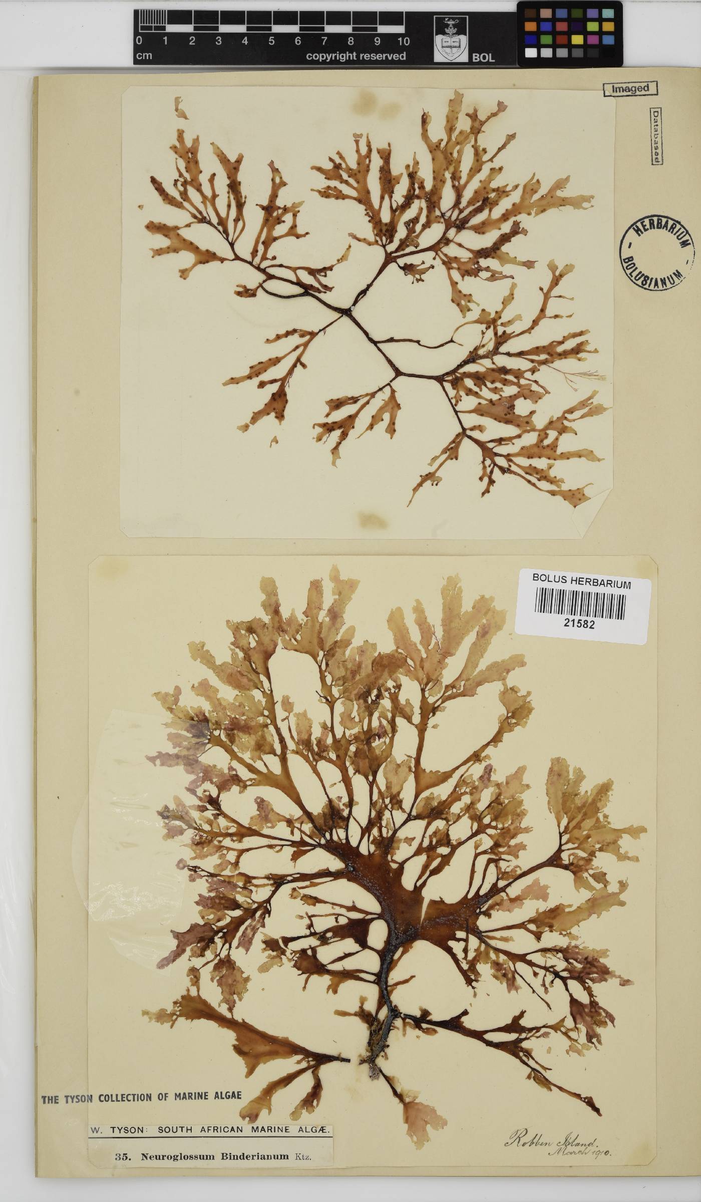 Neuroglossum binderianum image