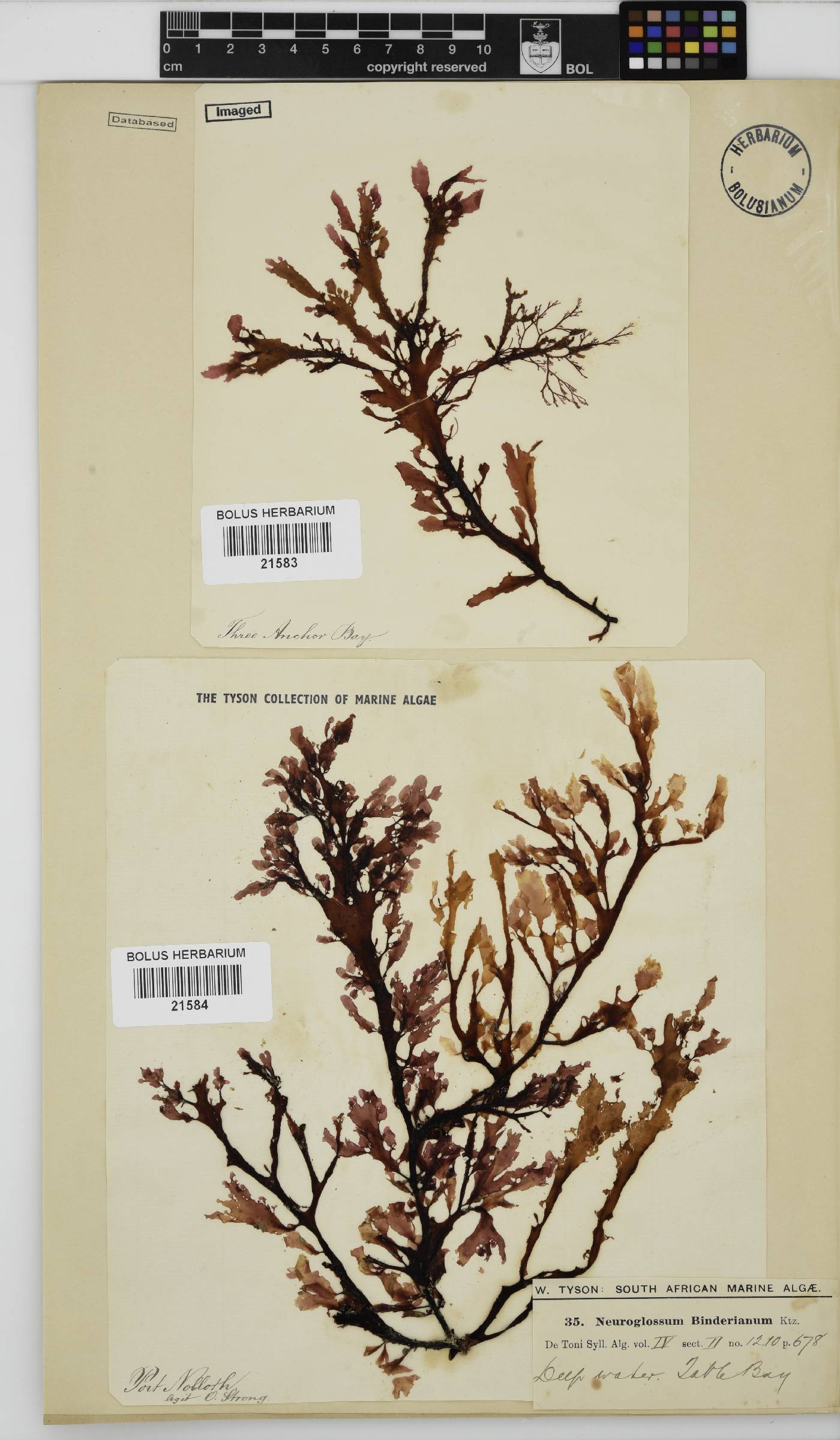 Neuroglossum image