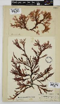 Neuroglossum binderianum image