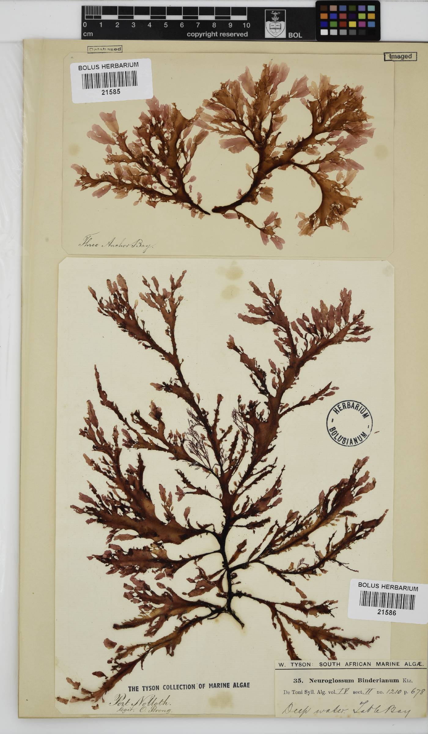 Neuroglossum image