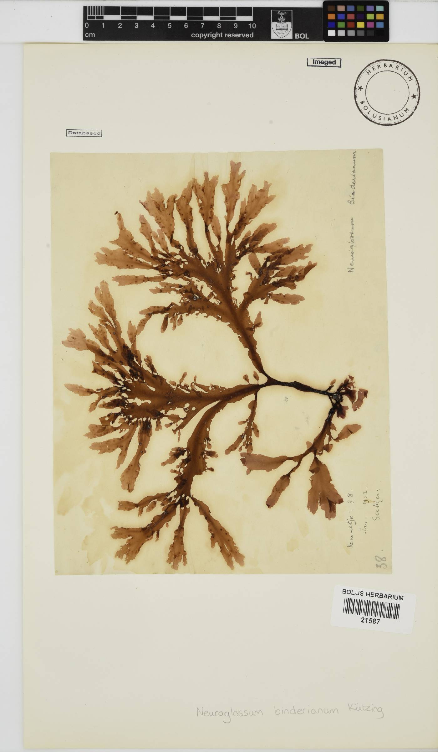 Neuroglossum binderianum image