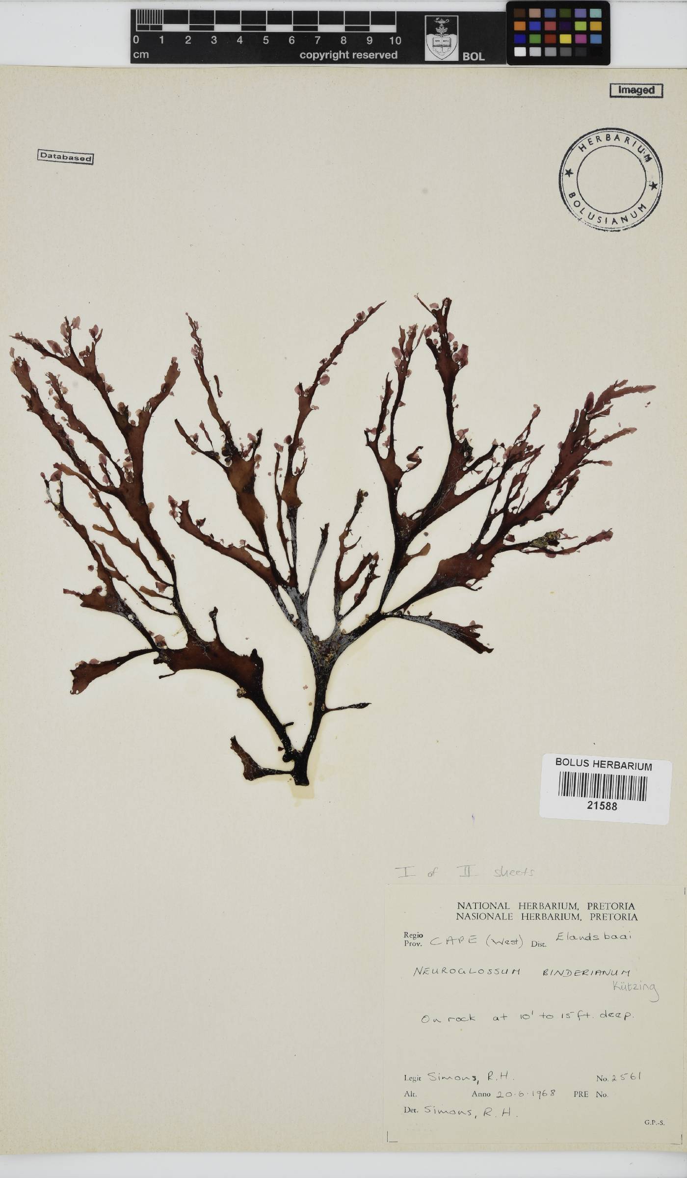 Neuroglossum binderianum image