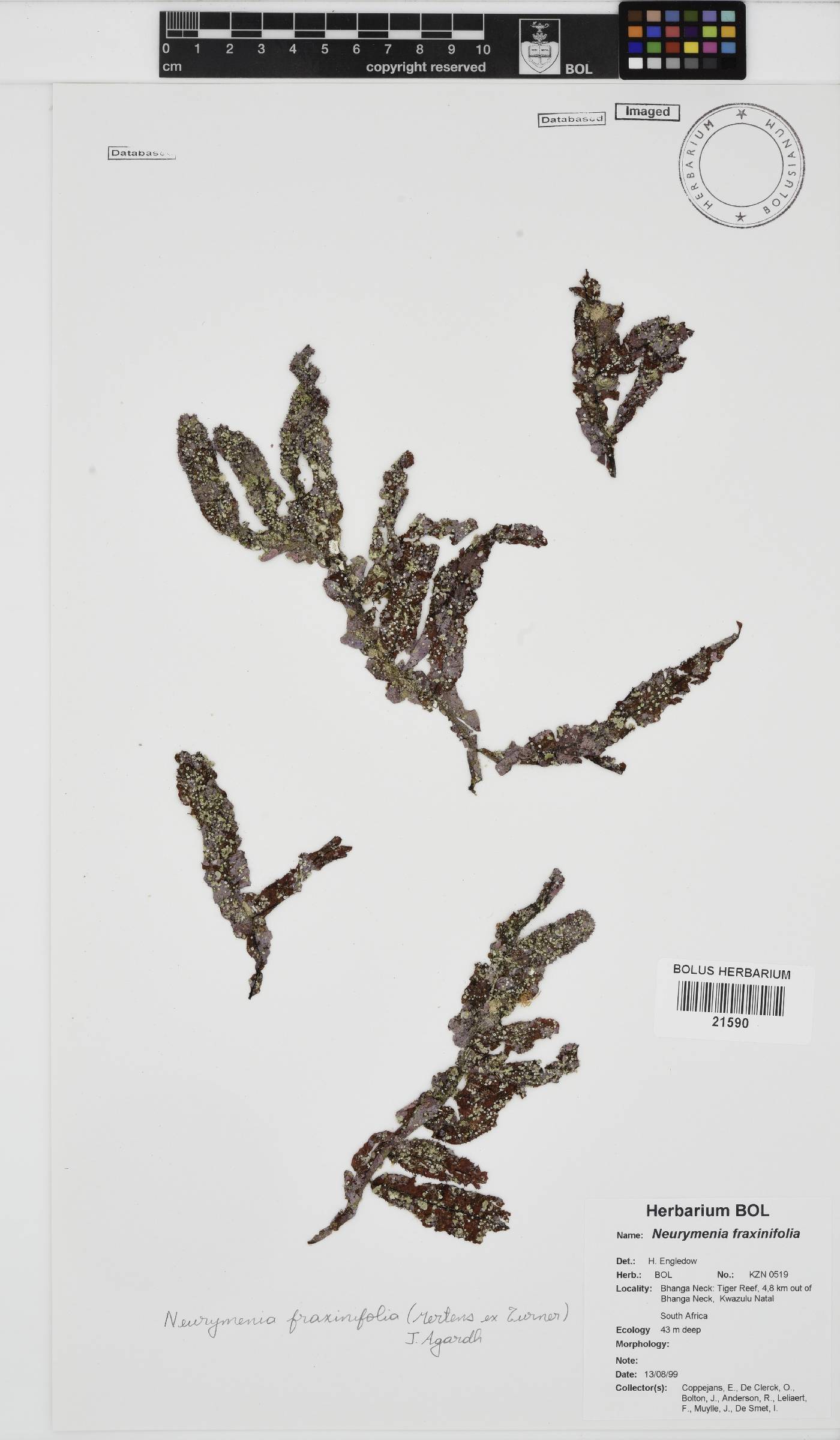Neurymenia image