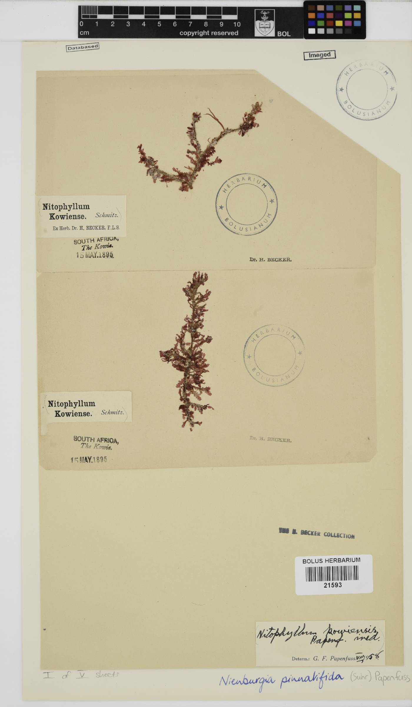 Nienburgia pinnatifida image