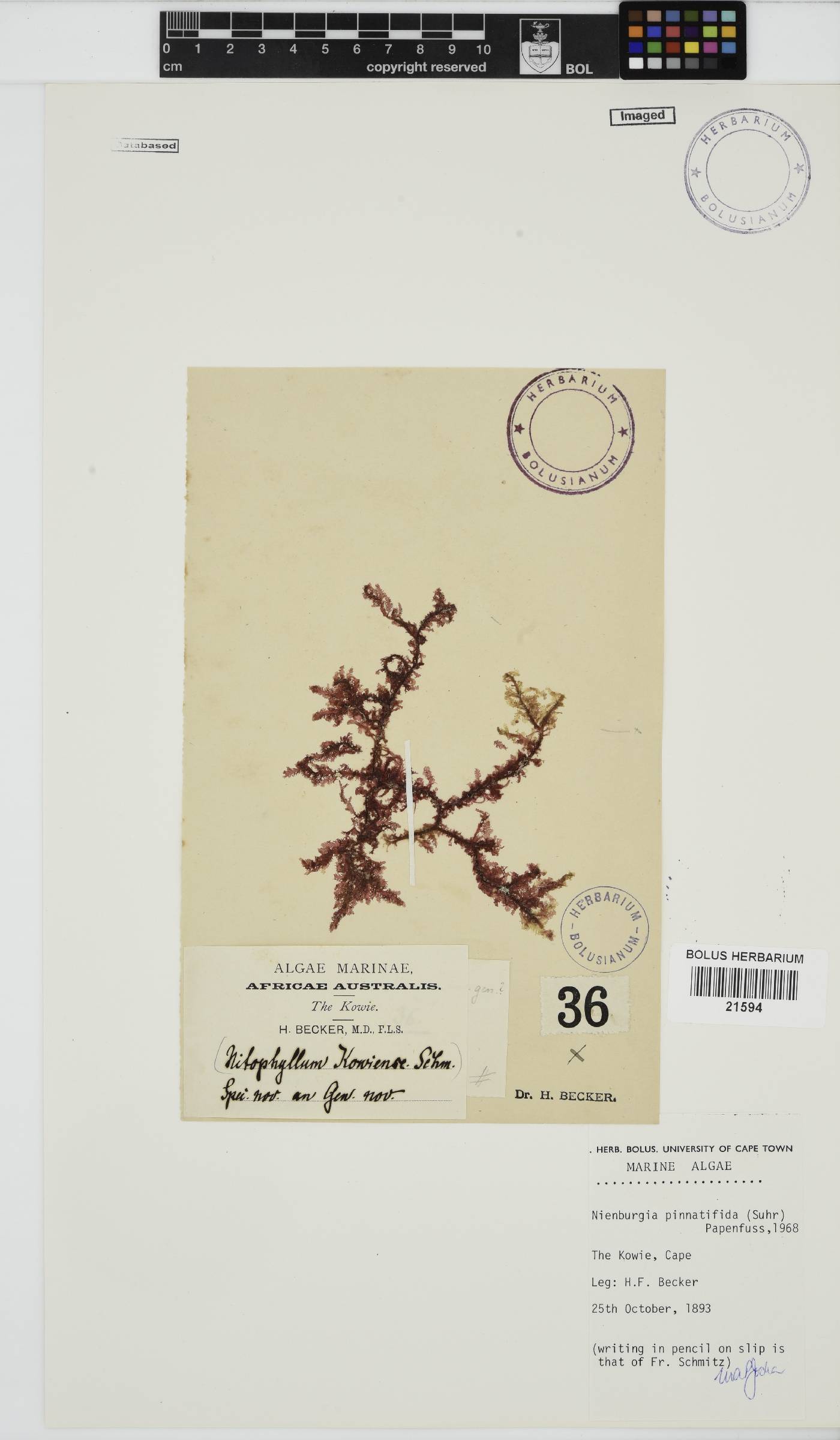 Nienburgia pinnatifida image