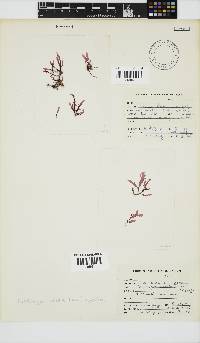 Image of Nienburgia serrata