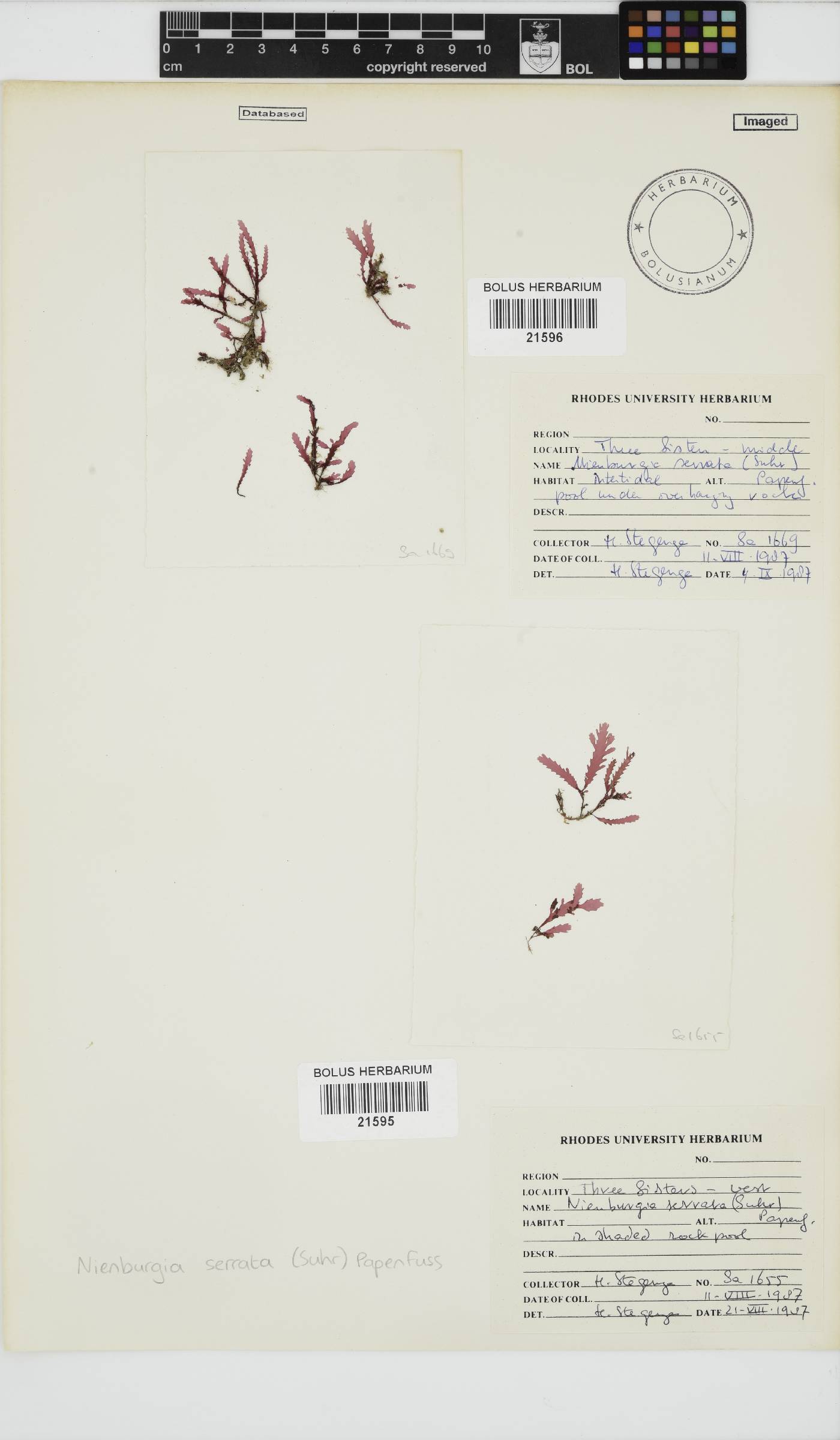 Nienburgia serrata image
