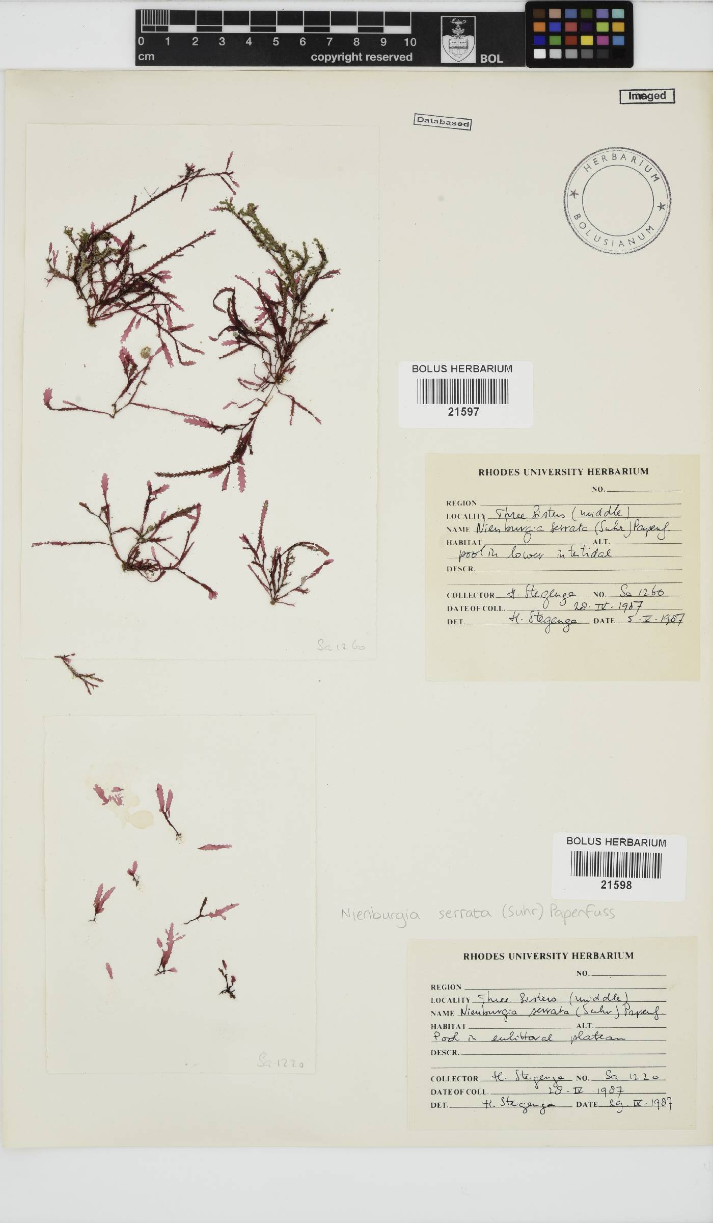 Nienburgia image