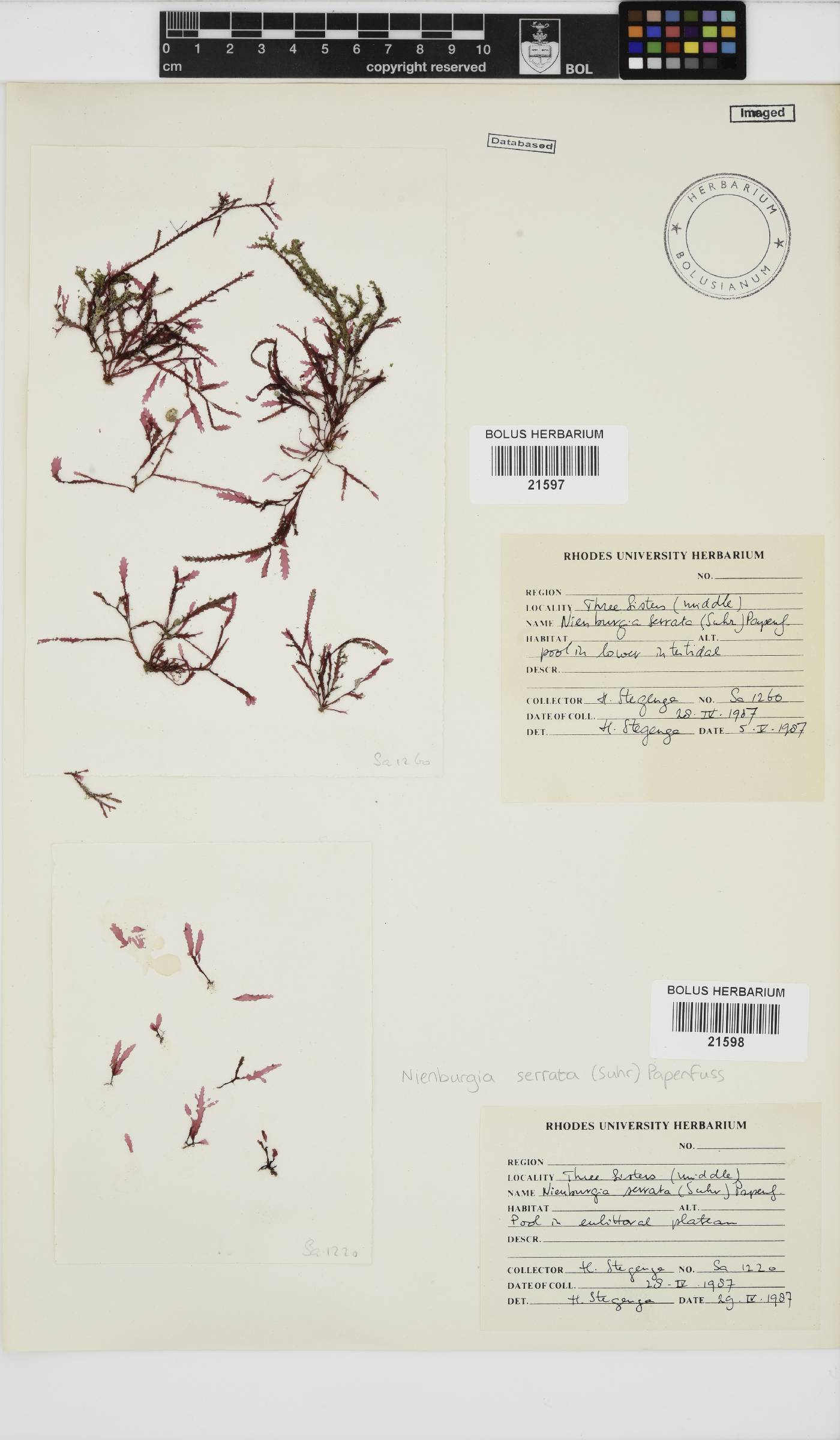 Nienburgia image
