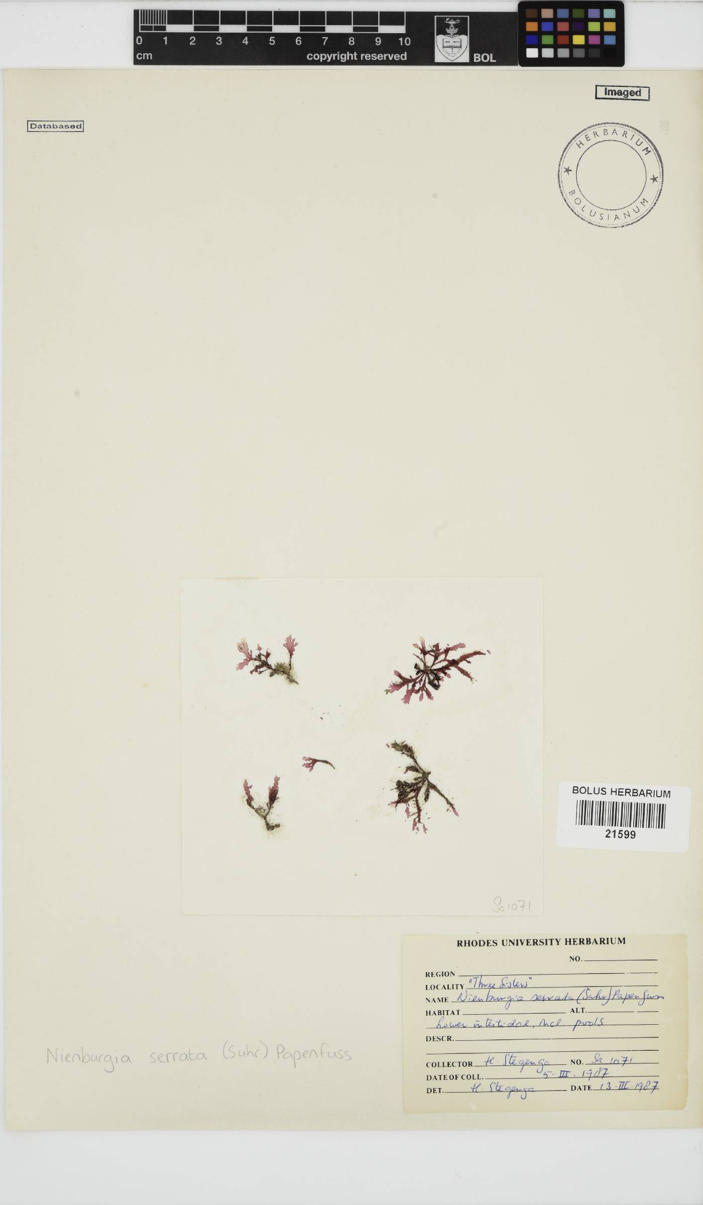Nienburgia serrata image