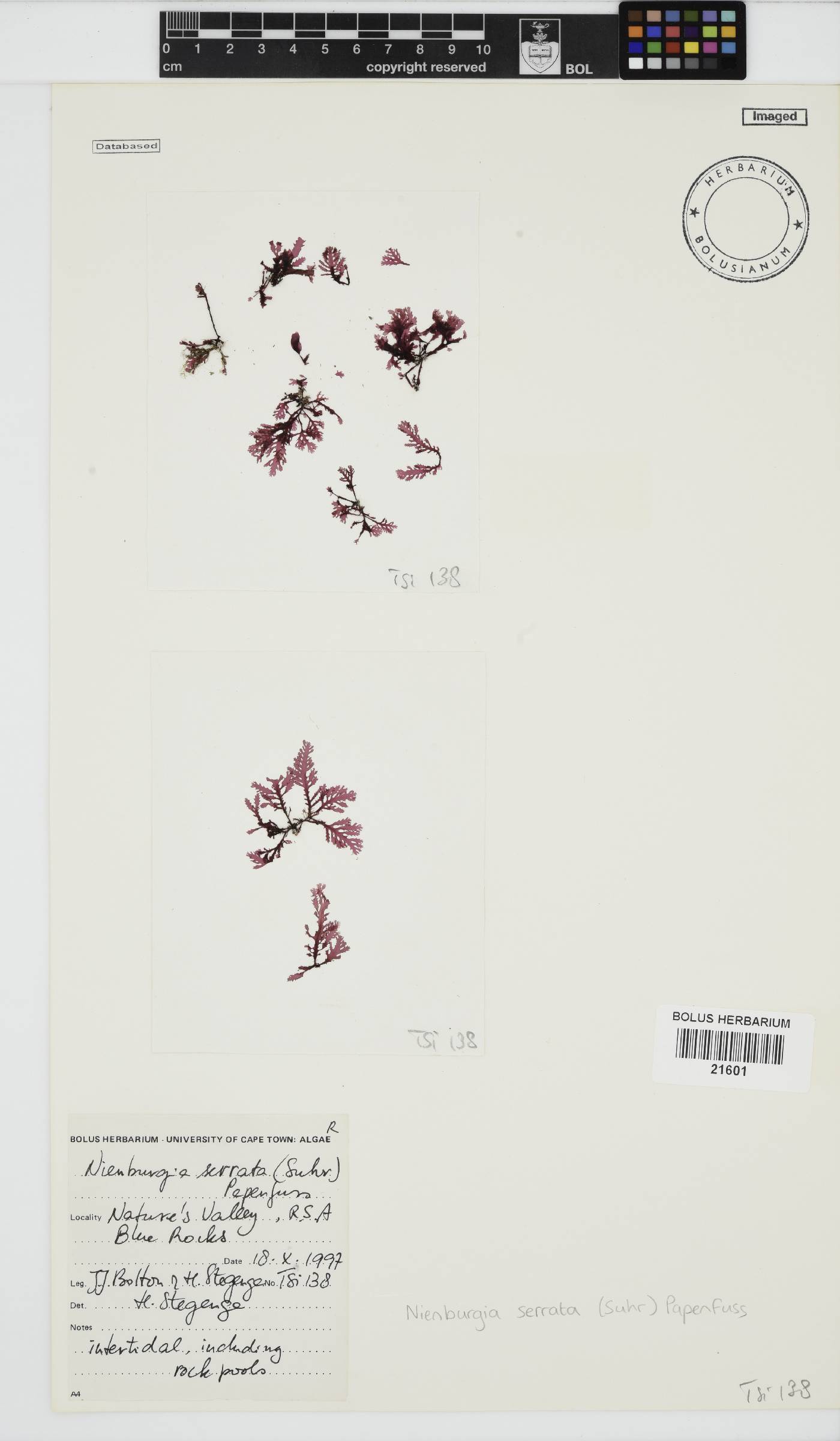 Nienburgia serrata image