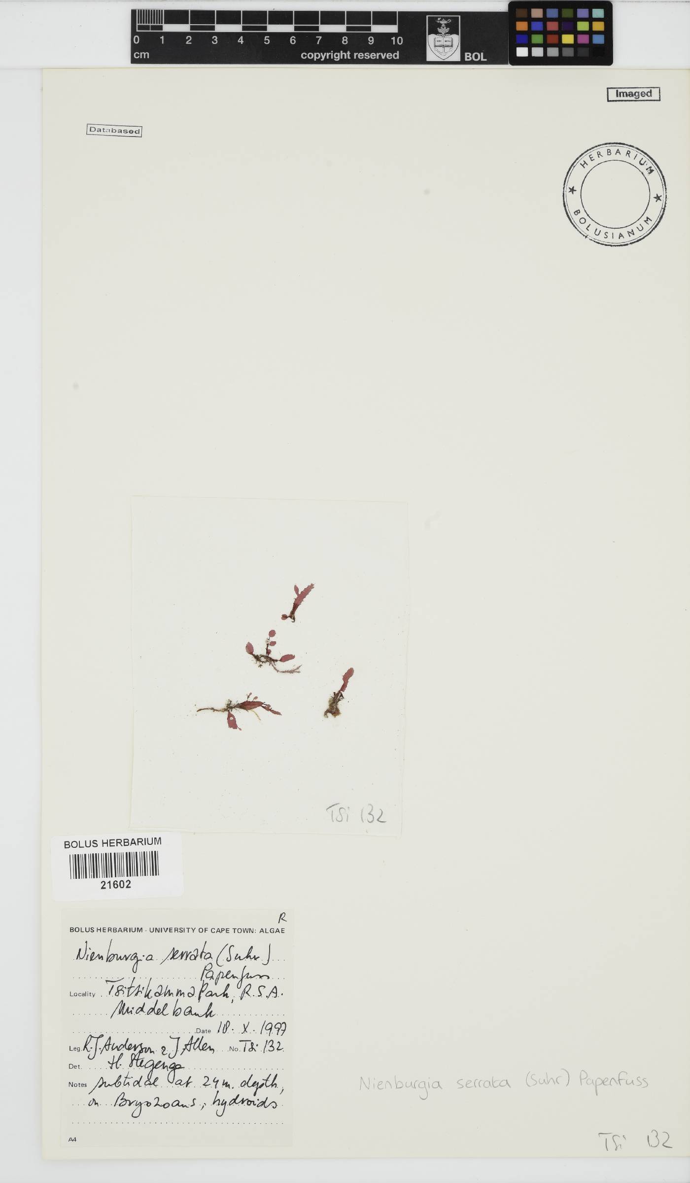 Nienburgia serrata image
