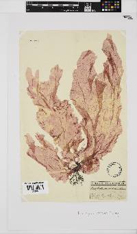 Polyneura venosa image