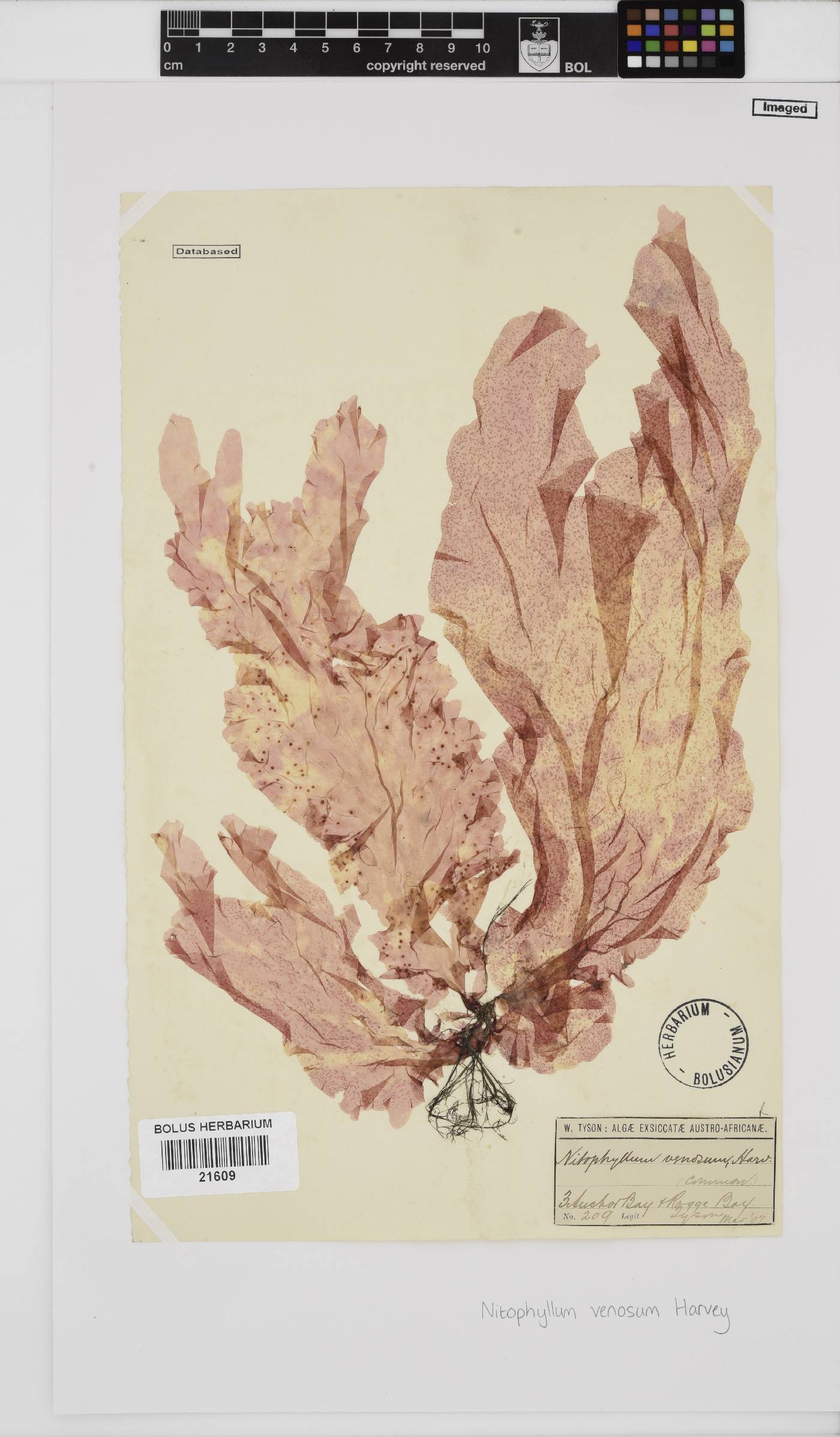 Polyneura venosa image