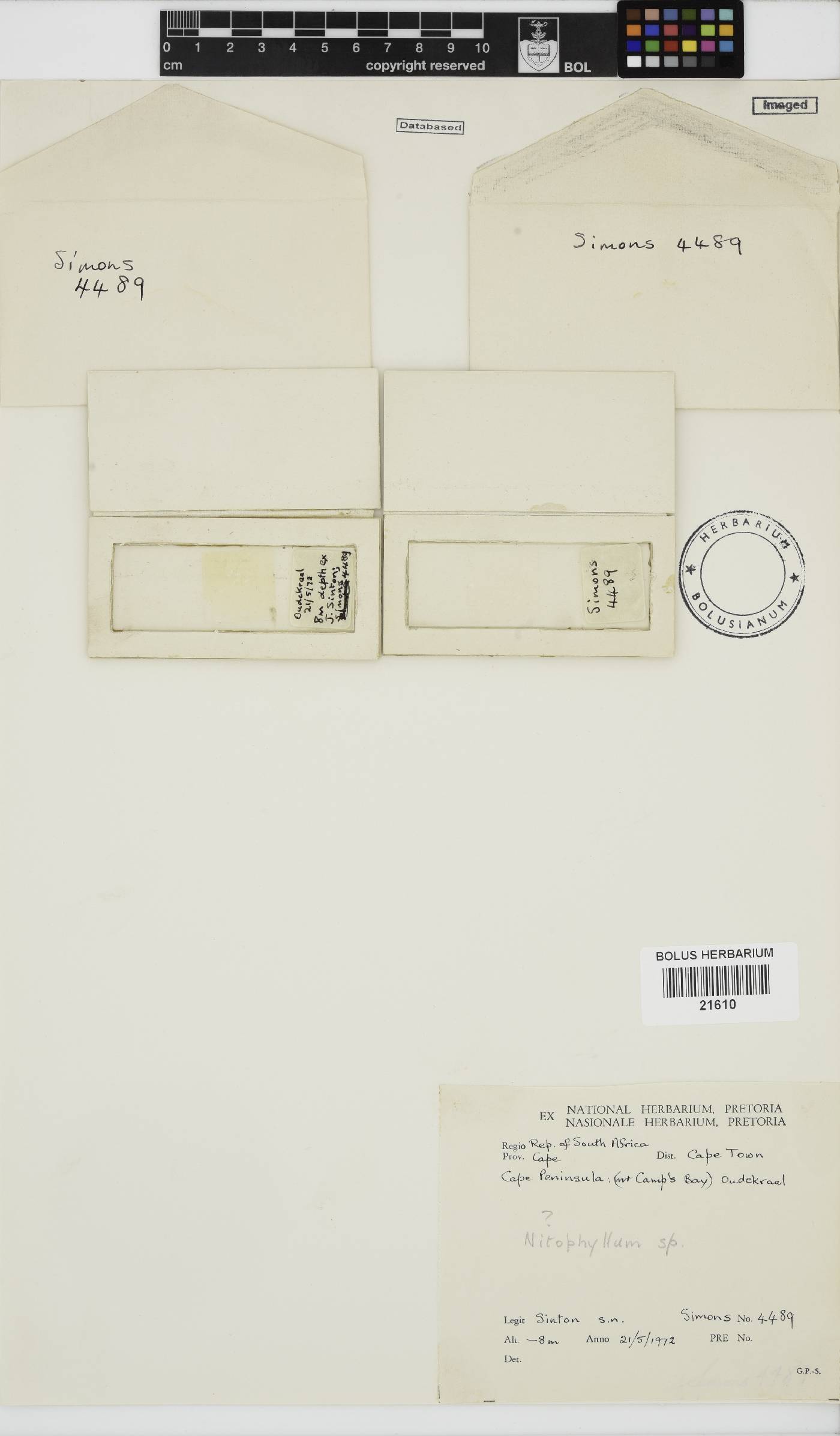 Nitophyllum image