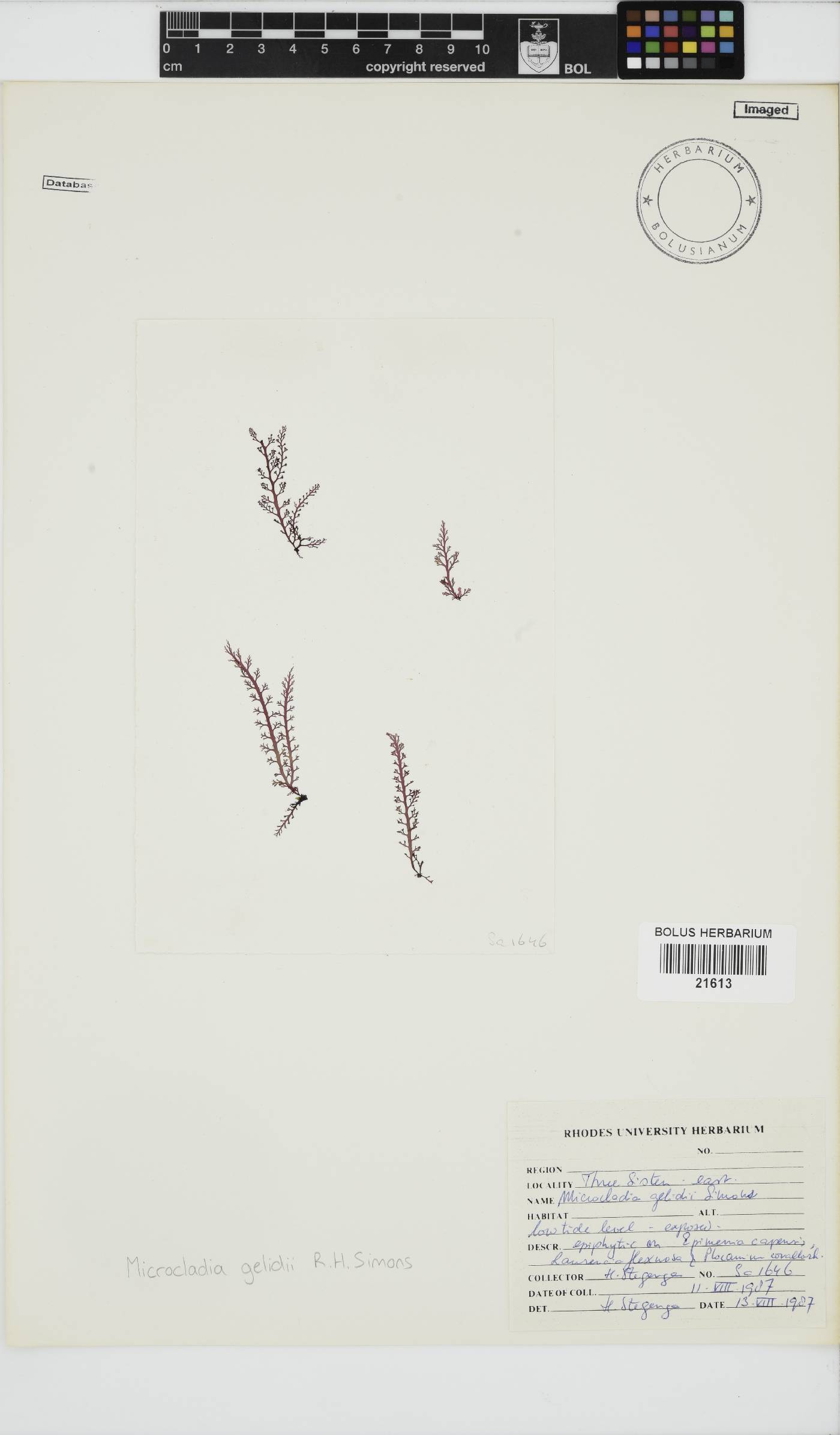 Microcladia gelidii image