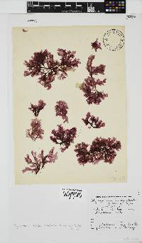 Myriogramme livida image