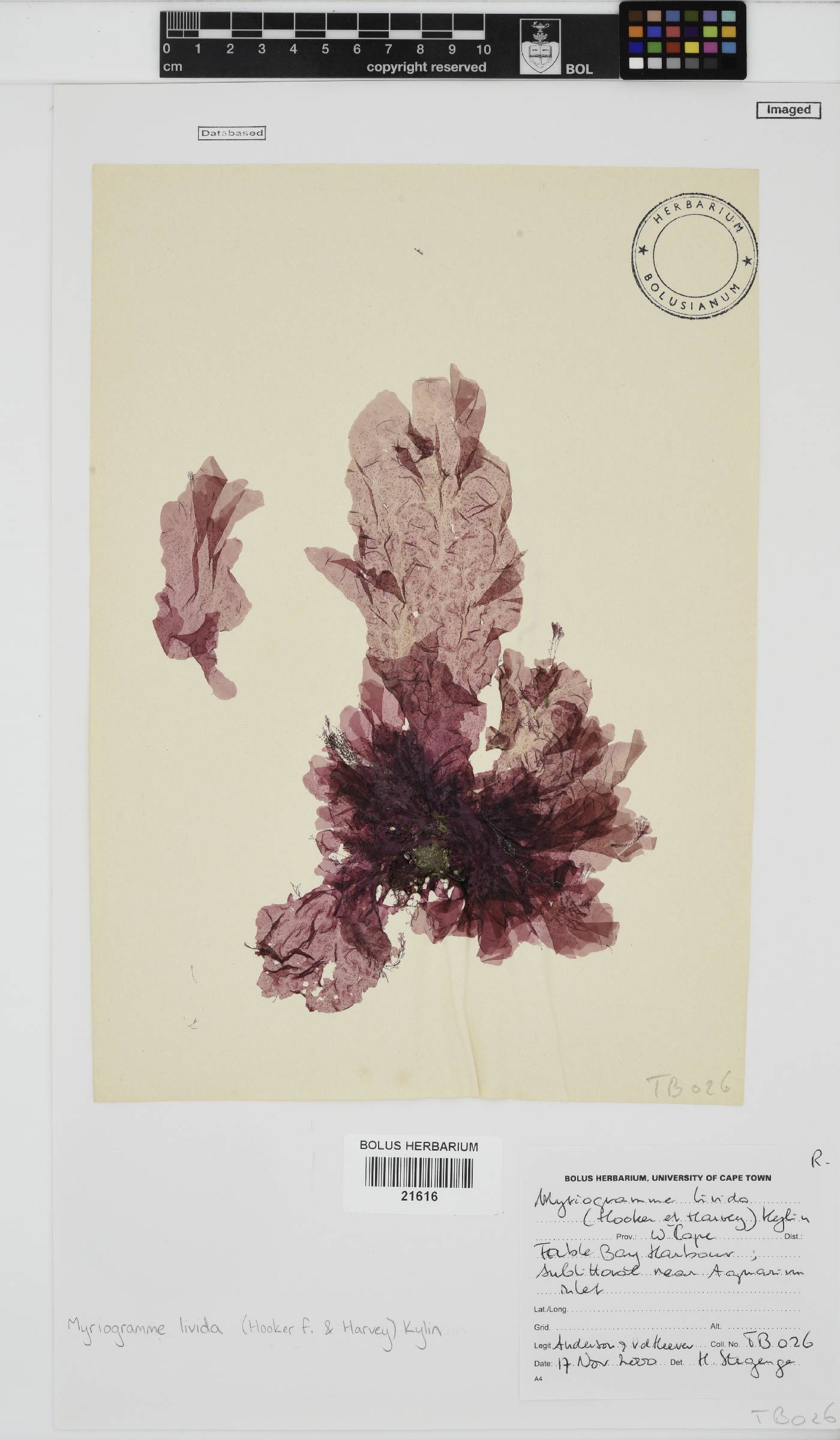 Myriogramme image
