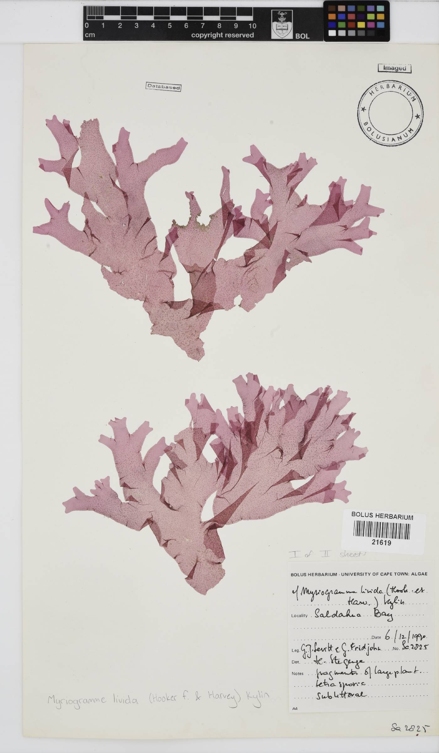 Myriogramme livida image