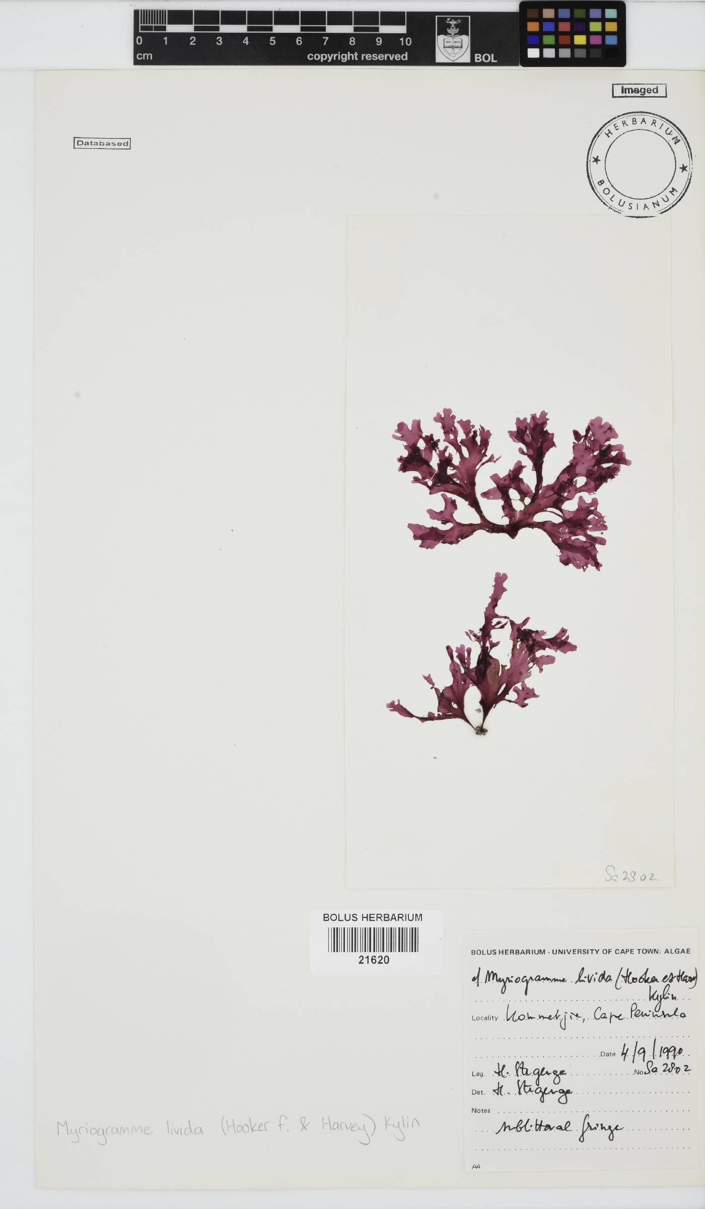 Myriogramme livida image