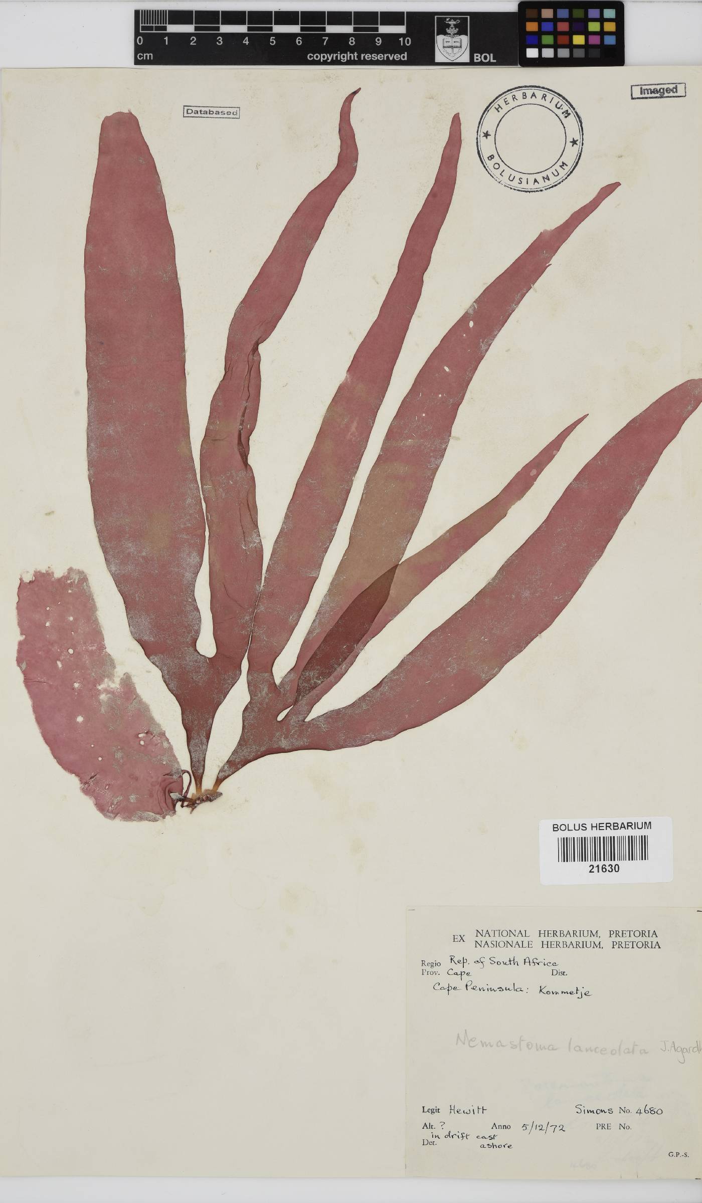 Tsengia lanceolata image