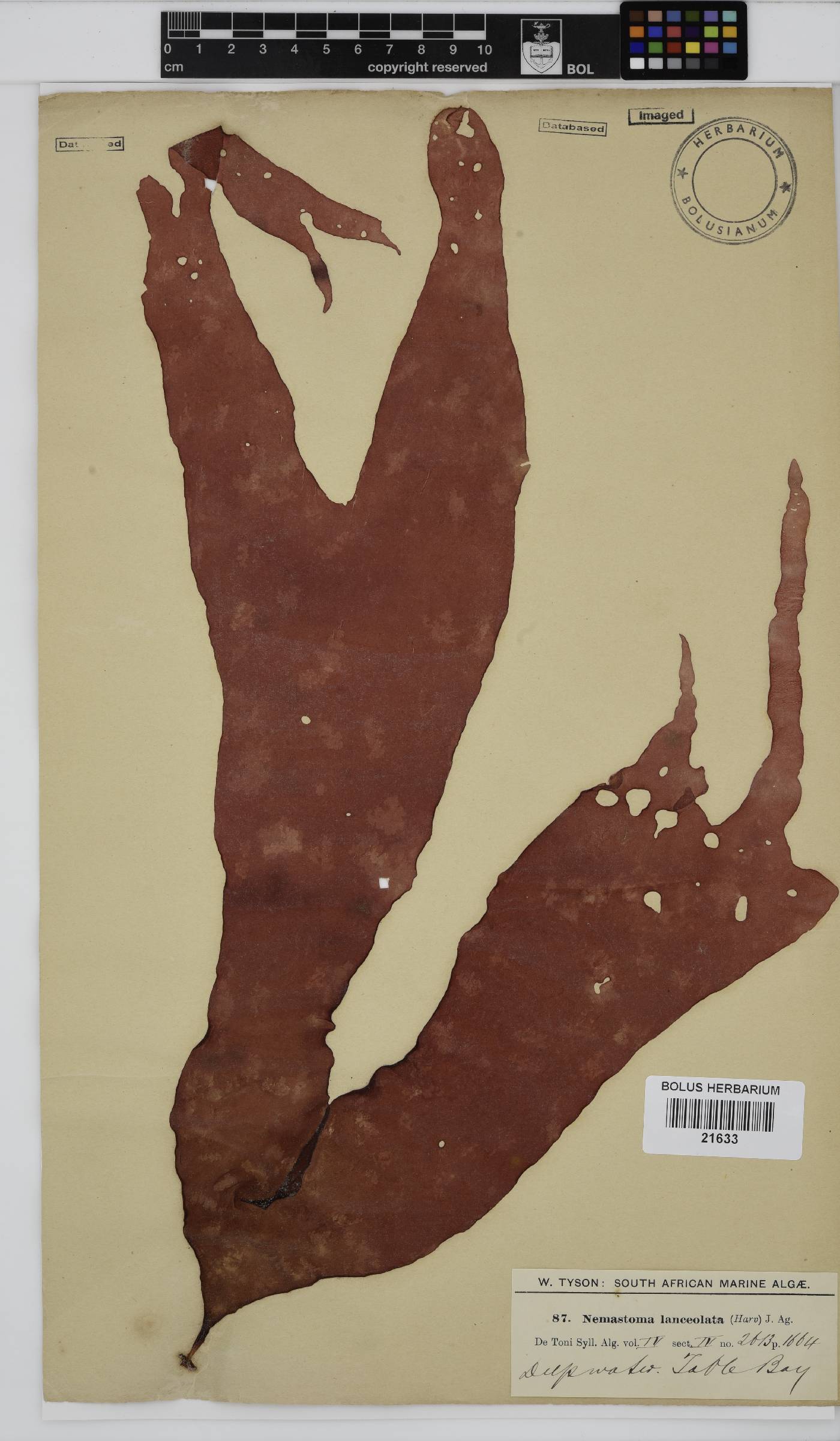 Tsengia lanceolata image