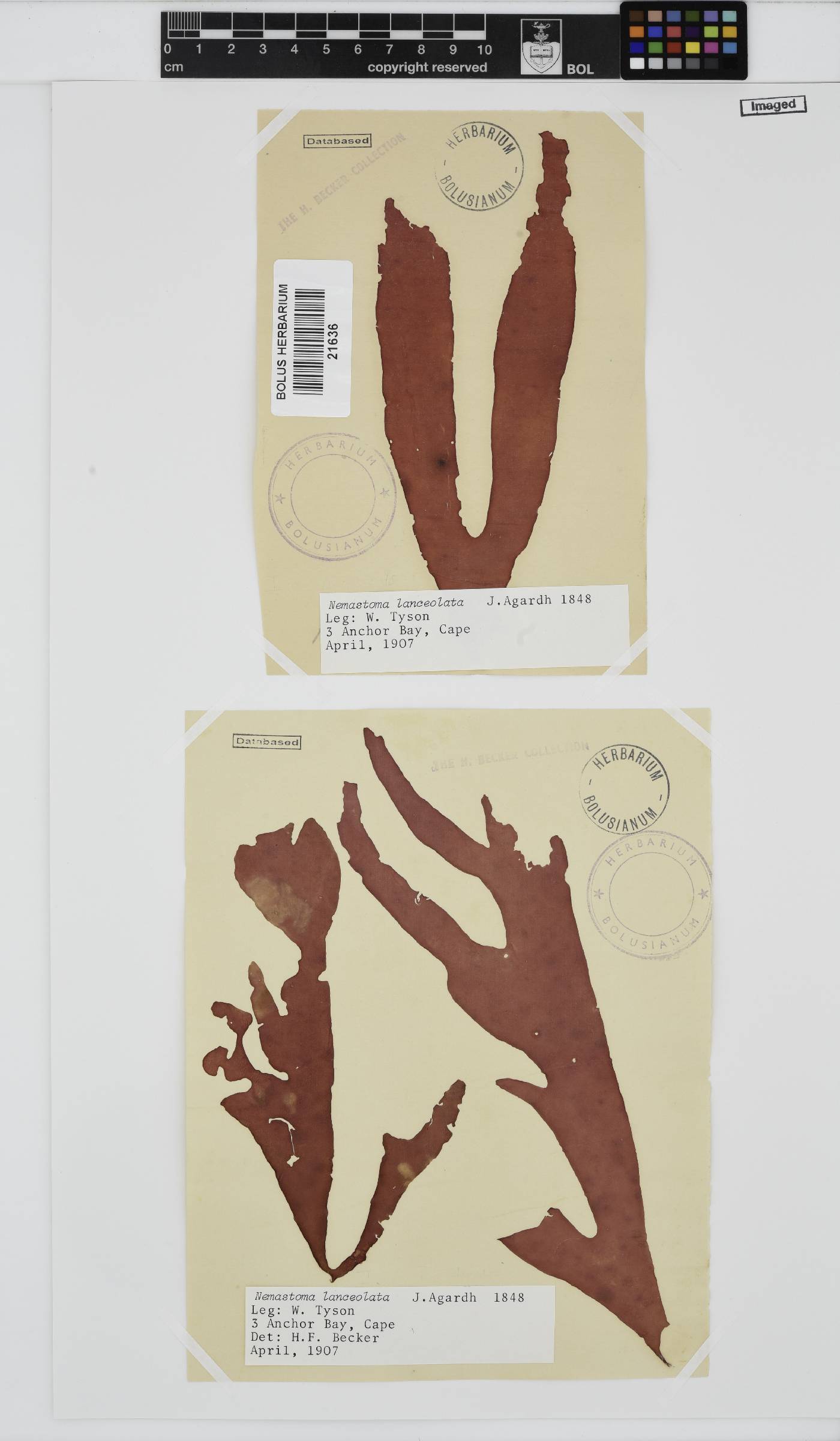 Tsengia lanceolata image