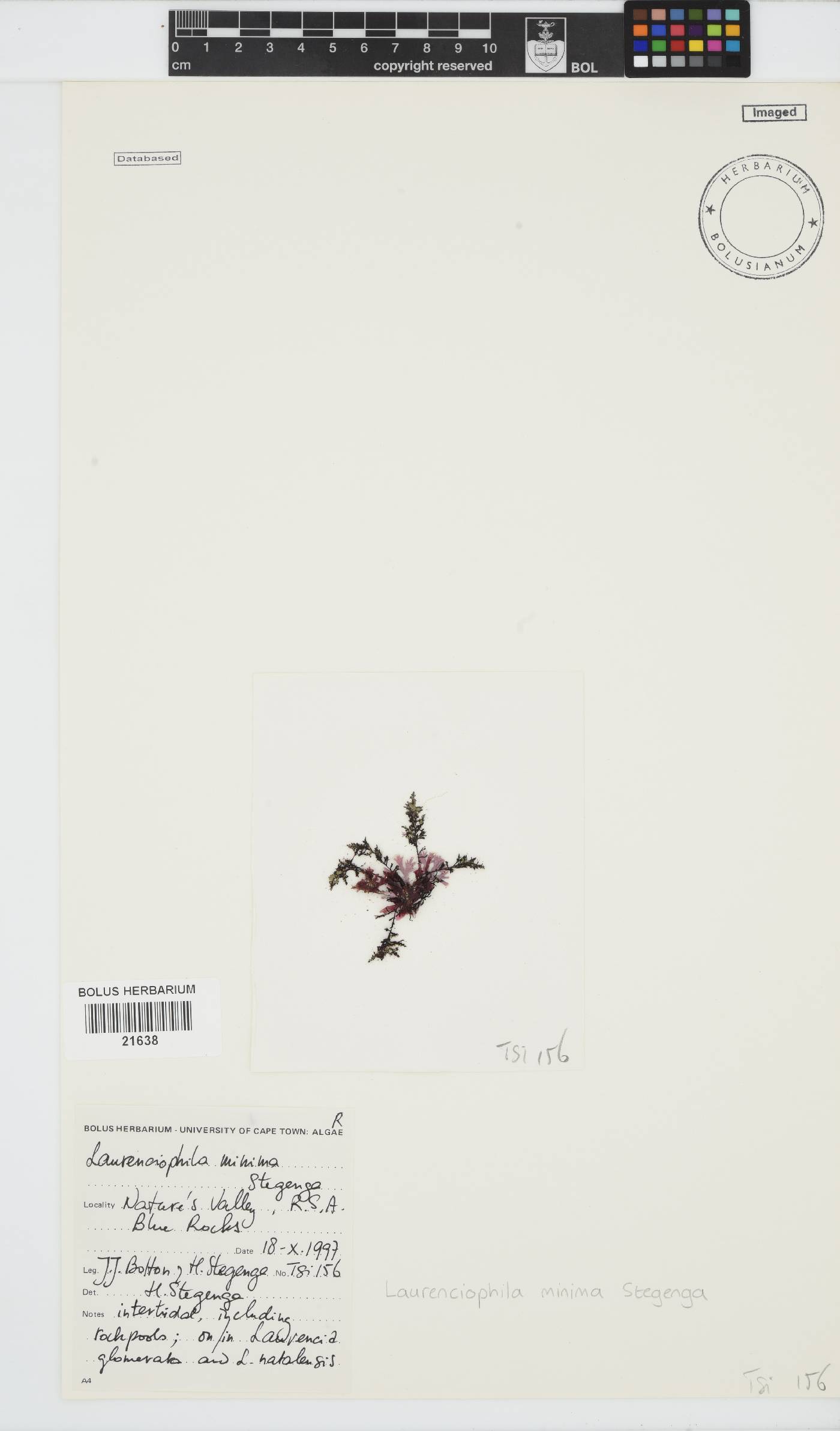 Laurenciophila minima image
