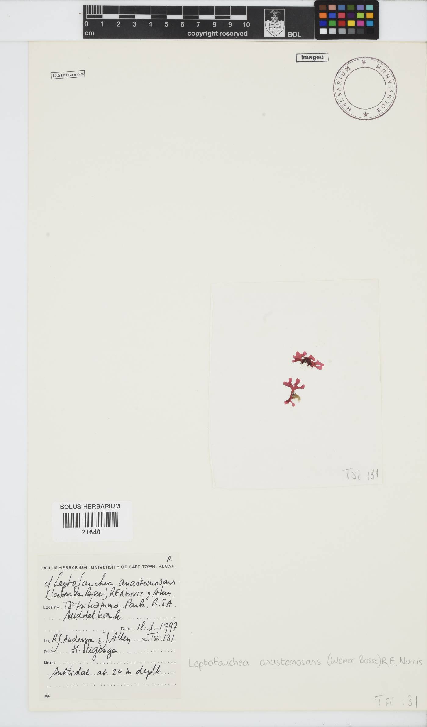 Asteromenia anastomosans image