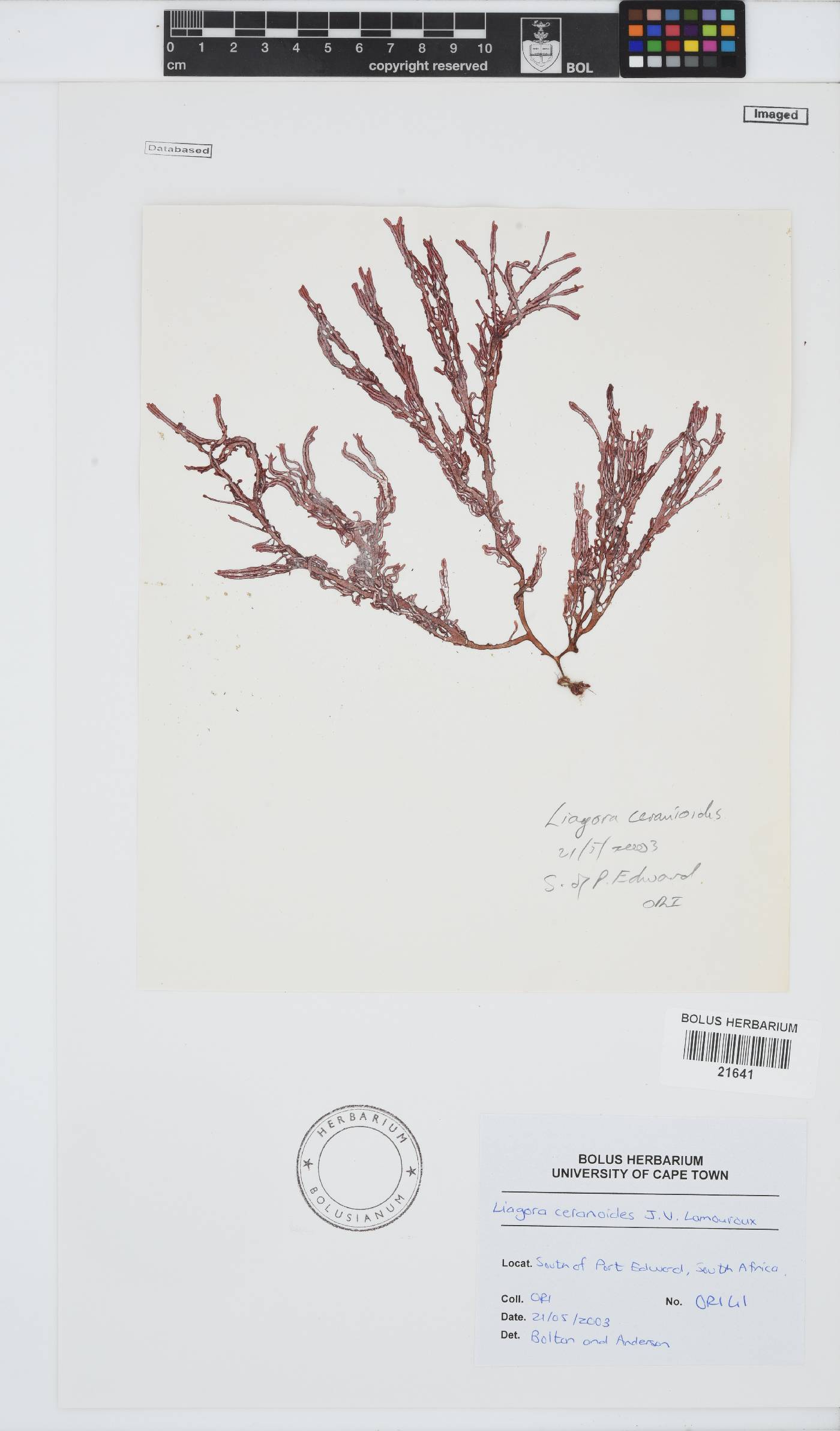 Liagora ceranoides image