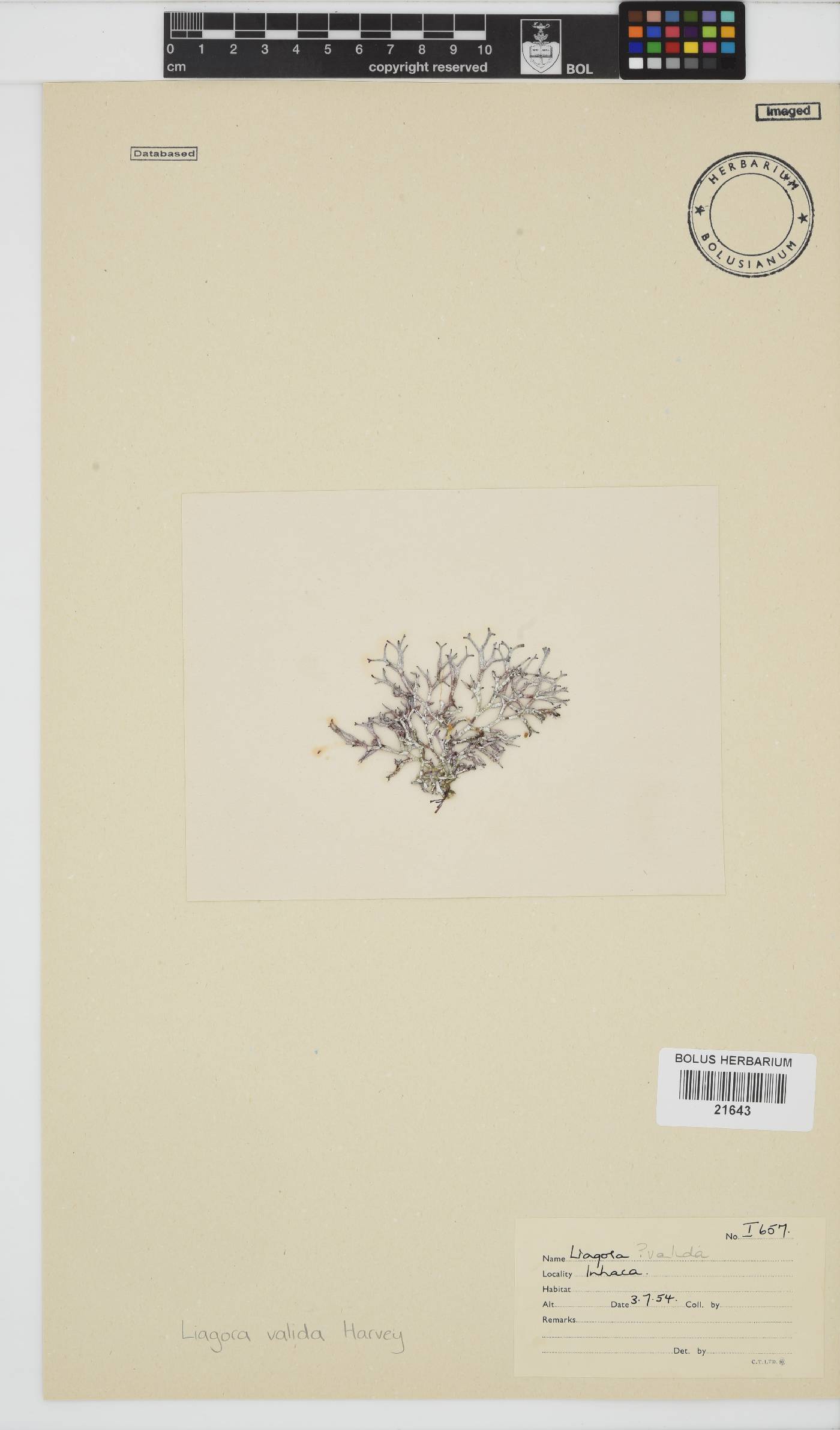 Titanophycus validus image