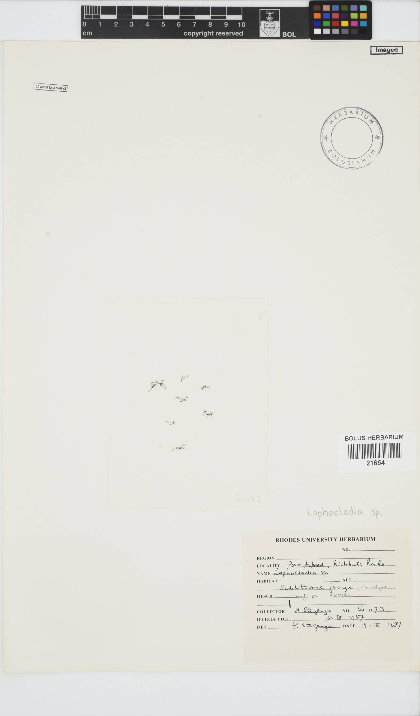 Lophocladia image