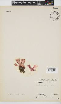 Martensia elegans image