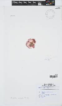 Martensia elegans image