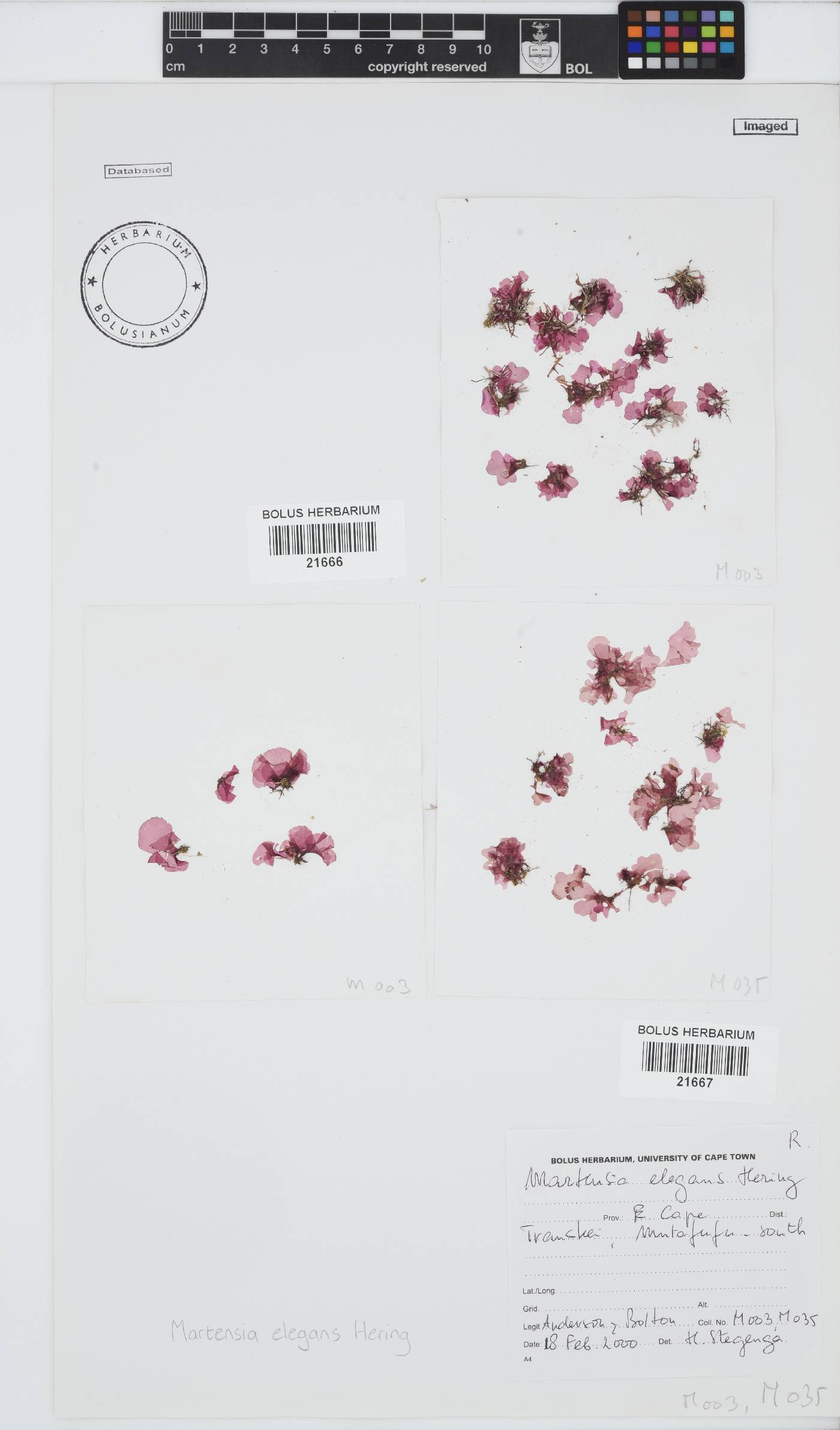 Martensia elegans image