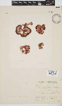 Martensia elegans image