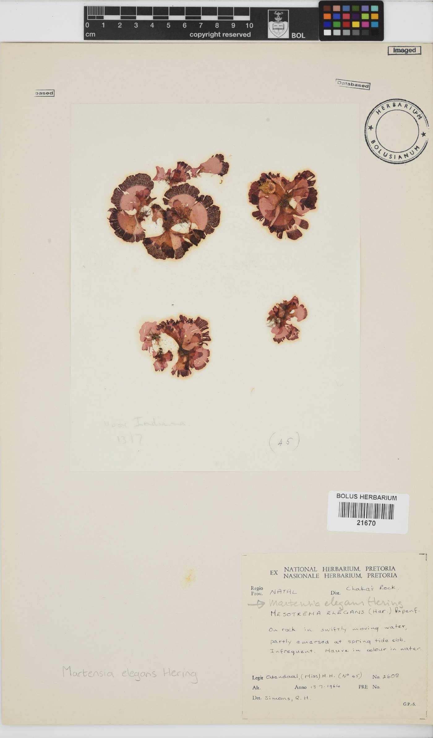 Martensia elegans image