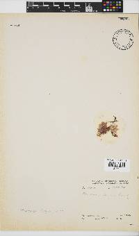 Martensia elegans image