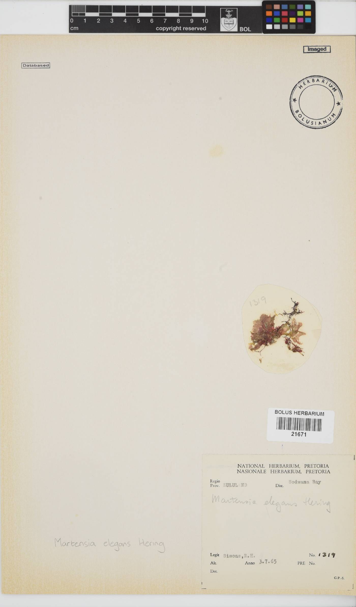Martensia image