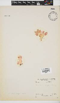 Martensia elegans image