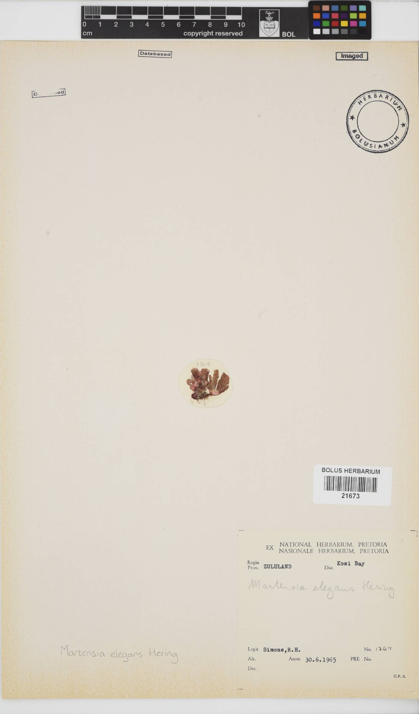 Martensia elegans image