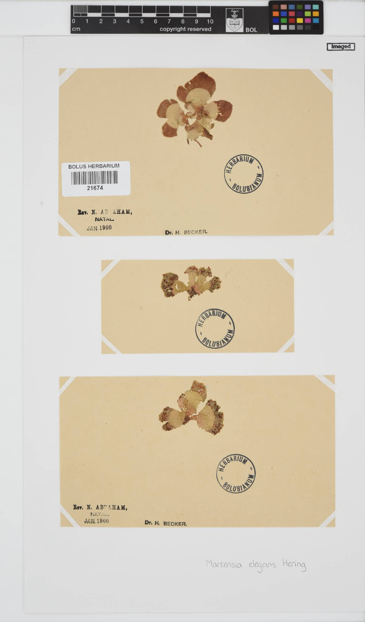 Martensia elegans image
