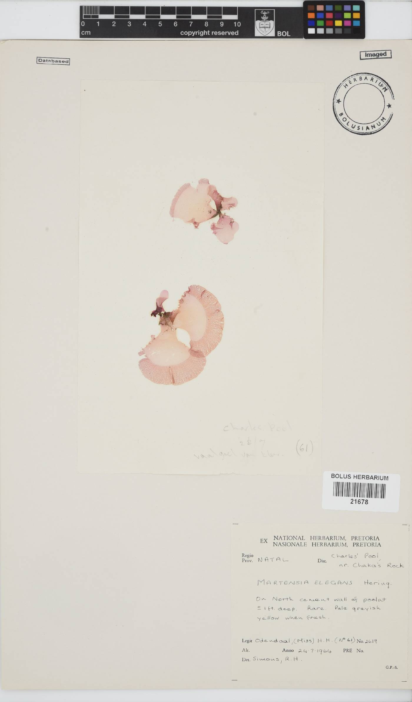 Martensia elegans image