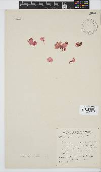 Martensia elegans image