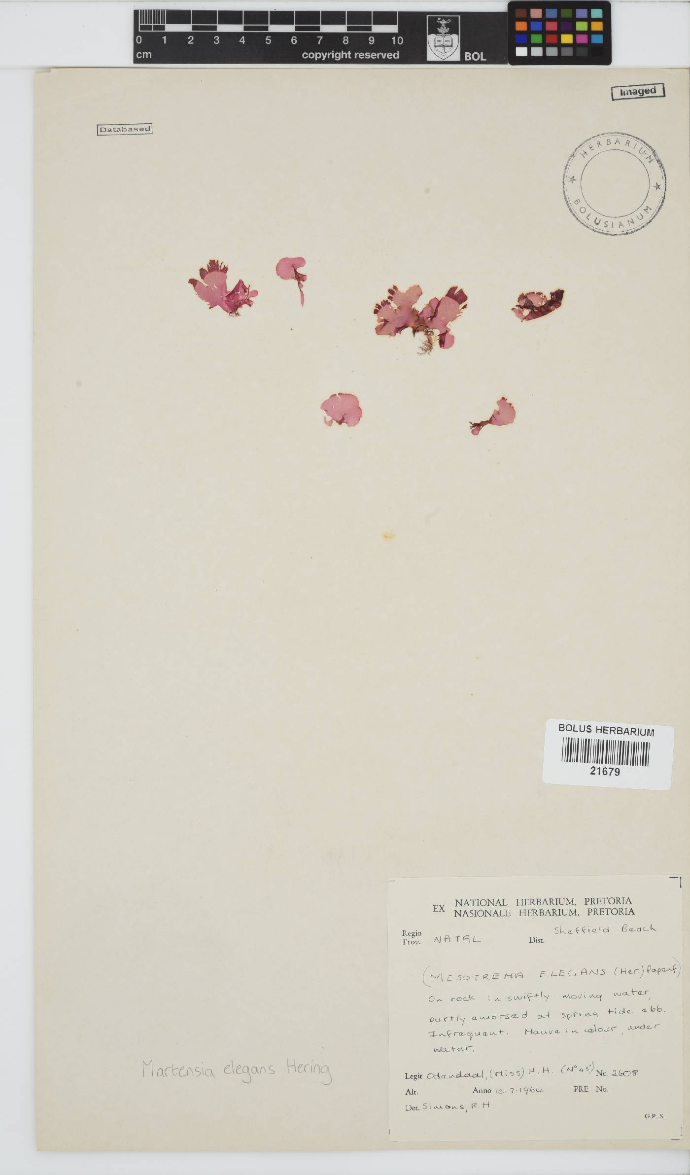 Martensia image