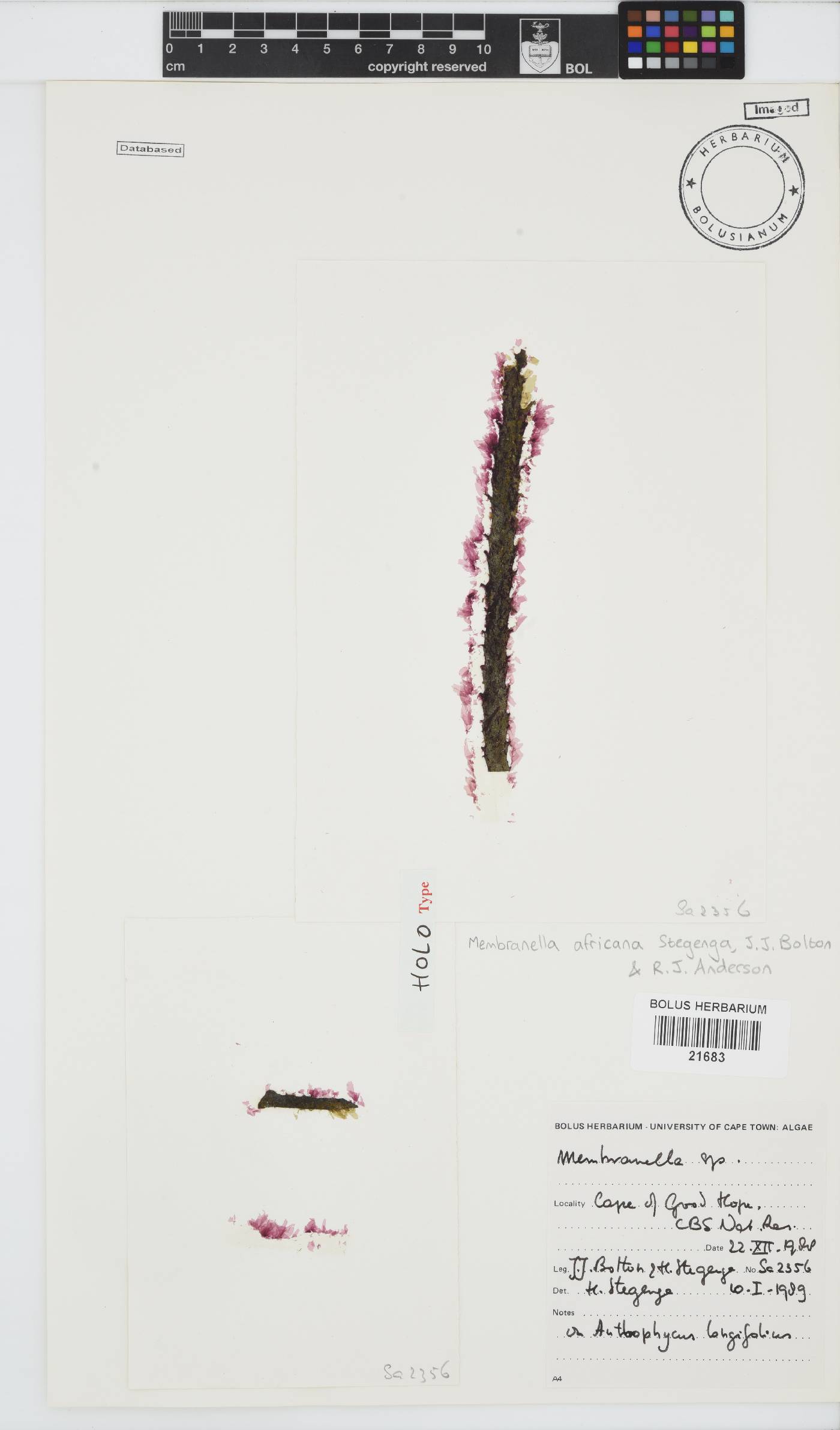 Erythrotrichiaceae image