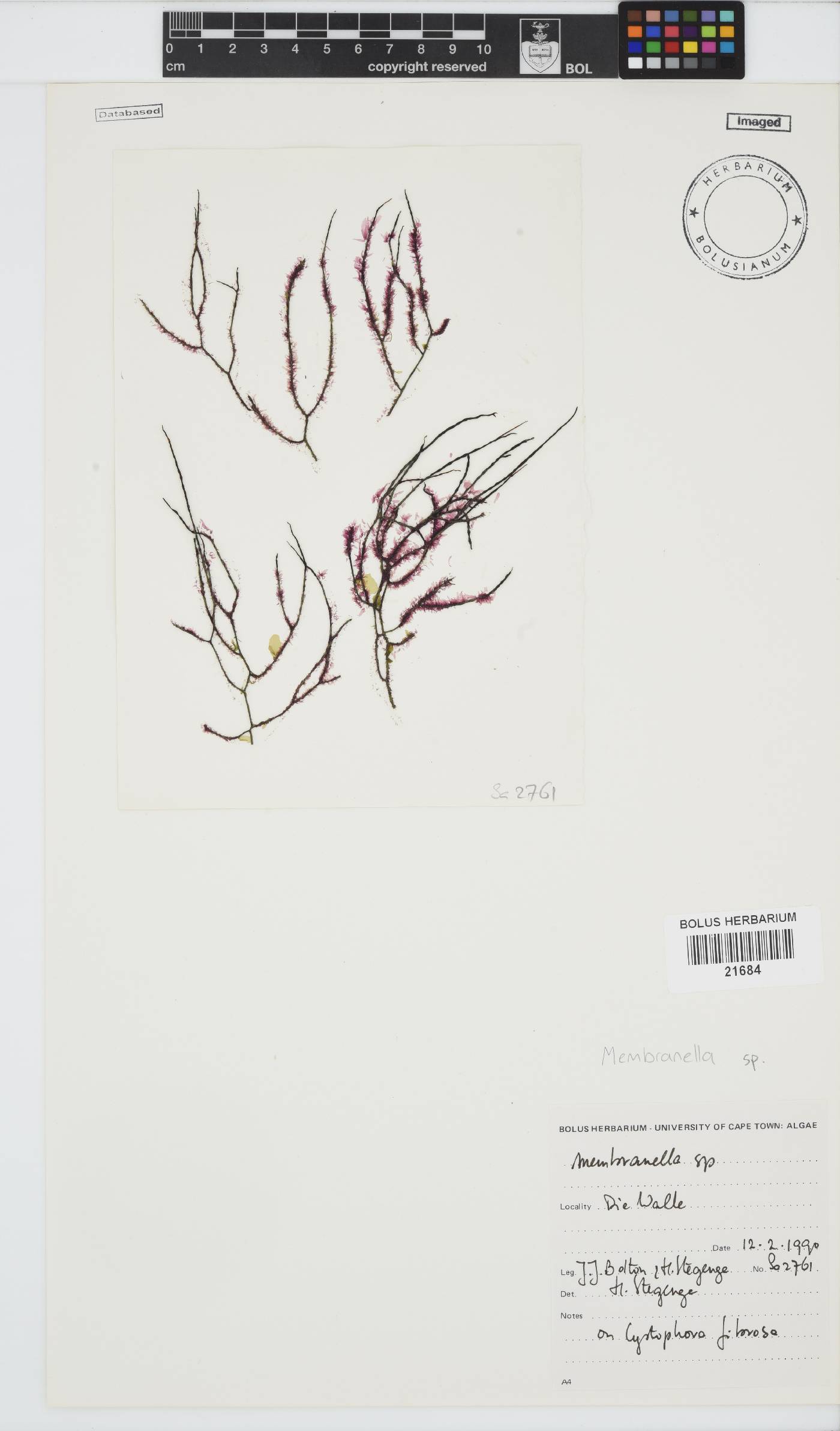 Membranella image